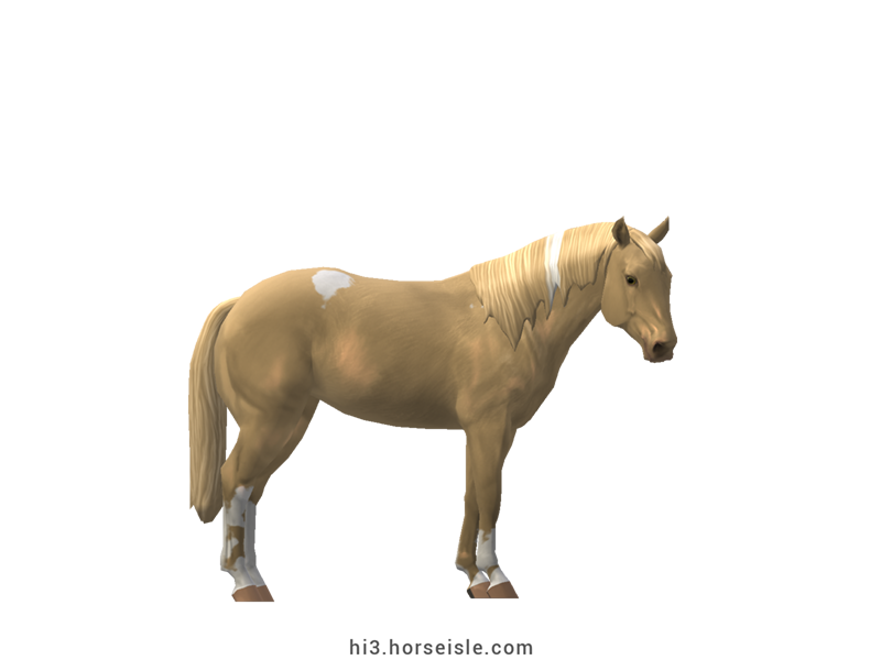 American Paint Race Horse Amber Cream Pearl Tobiano Coat